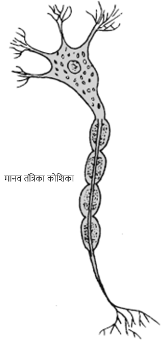 HBSE 8th Class Science Solutions Chapter 8 कोशिका - संरचना एवं प्रकार्य -1