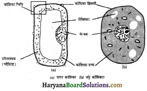 HBSE 8th Class Science Solutions Chapter 8 कोशिका - संरचना एवं प्रकार्य -2