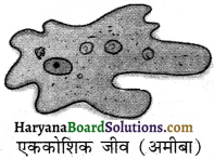 HBSE 8th Class Science Solutions Chapter 8 कोशिका - संरचना एवं प्रकार्य -5