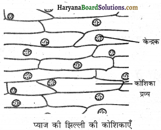 HBSE 8th Class Science Solutions Chapter 8 कोशिका - संरचना एवं प्रकार्य -6