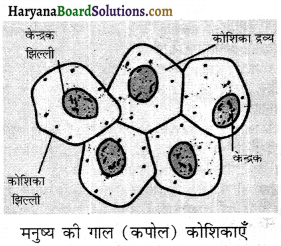 HBSE 8th Class Science Solutions Chapter 8 कोशिका - संरचना एवं प्रकार्य -7