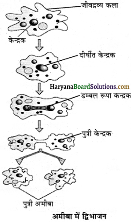 HBSE 8th Class Science Solutions Chapter 9 जंतुओं में जनन -2