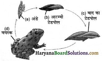 HBSE 8th Class Science Solutions Chapter 9 जंतुओं में जनन -3