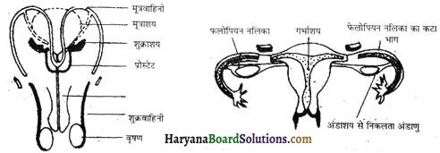 HBSE 8th Class Science Solutions Chapter 9 जंतुओं में जनन -6