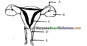 HBSE 10th Class Science Important Questions Chapter 8 जीव जनन कैसे करते है 10
