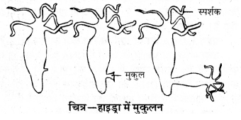 HBSE 10th Class Science Important Questions Chapter 8 जीव जनन कैसे करते है 6