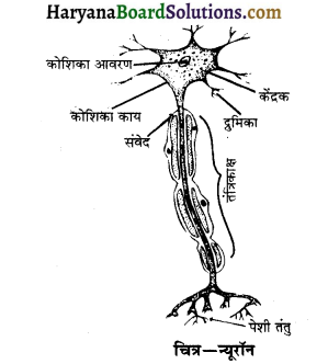 HBSE 10th Class Science Solutions Chapter 7 नियंत्रण एवं समन्वय 1