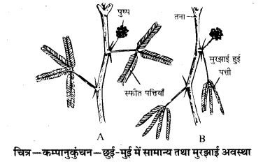 HBSE 10th Class Science Solutions Chapter 7 नियंत्रण एवं समन्वय 6