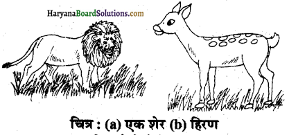 HBSE 6th Class Science Solutions Chapter 9 सजीव विशेषताएँ एवं आवास -2