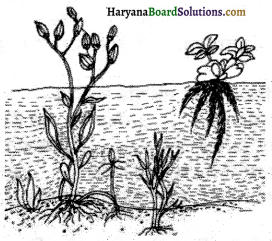 HBSE 6th Class Science Solutions Chapter 9 सजीव विशेषताएँ एवं आवास -3