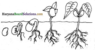 HBSE 6th Class Science Solutions Chapter 9 सजीव विशेषताएँ एवं आवास -5