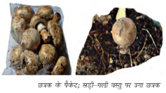 HBSE 7th Class Science Solutions Chapter 1 पादपों में पोषण -4