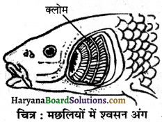 HBSE 7th Class Science Solutions Chapter 10 जीवों में श्वसन -3