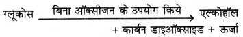 HBSE 7th Class Science Solutions Chapter 10 जीवों में श्वसन -8