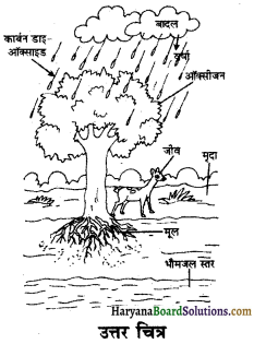HBSE 7th Class Science Solutions Chapter 17 वन हमारी जीवन रेखा -2