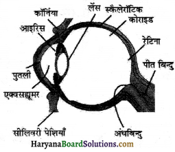 HBSE 8th Class Science Solutions Chapter 16 प्रकाश -3