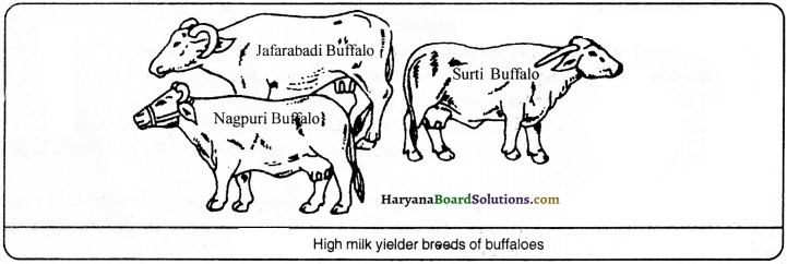 HBSE 9th Class Science Important Questions Chapter 15 Improvement in Food Resources - 7