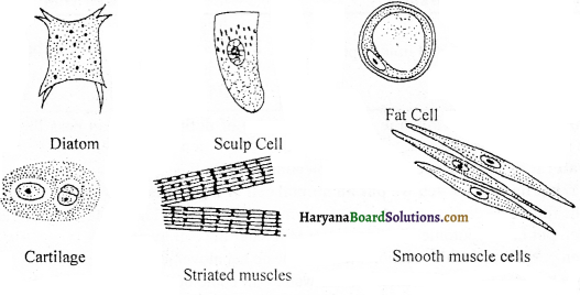 HBSE 9th Class Science Important Questions Chapter 5 The Fundamental Unit of Life - 3