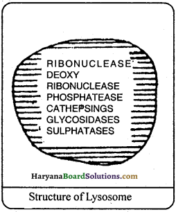 HBSE 9th Class Science Important Questions Chapter 5 The Fundamental Unit of Life - 5