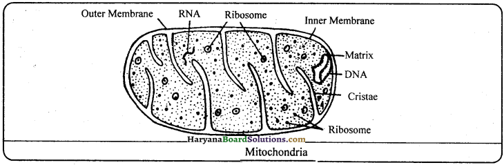 HBSE 9th Class Science Important Questions Chapter 5 The Fundamental Unit of Life - 6