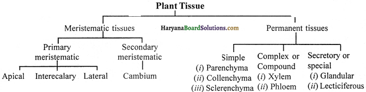 HBSE 9th Class Science Important Questions Chapter 6 Tissues - 1