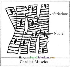 HBSE 9th Class Science Important Questions Chapter 6 Tissues - 10
