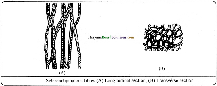 HBSE 9th Class Science Important Questions Chapter 6 Tissues - 13
