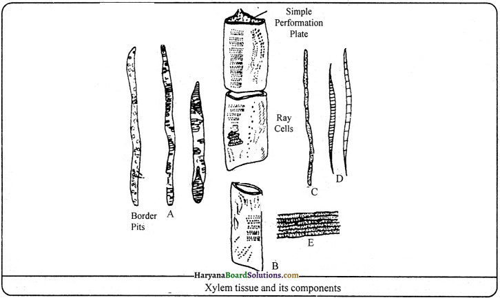 HBSE 9th Class Science Important Questions Chapter 6 Tissues - 14