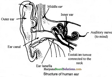 HBSE 9th Class Science Solutions Chapter 12 Sound - 6