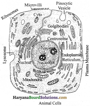 HBSE 9th Class Science Solutions Chapter 5 The Fundamental Unit of Life - 4