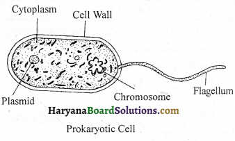 HBSE 9th Class Science Solutions Chapter 5 The Fundamental Unit of Life - 5
