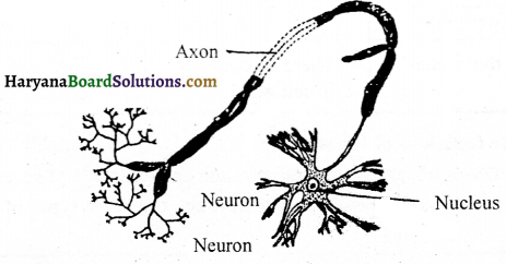 HBSE 9th Class Science Solutions Chapter 6 Tissues - 2