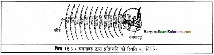 HBSE 9th Class Science Solutions Chapter 12 ध्वनि img-7
