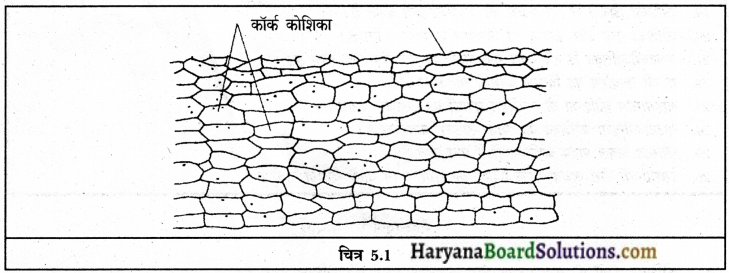 HBSE 9th Class Science Solutions Chapter 5 img-1