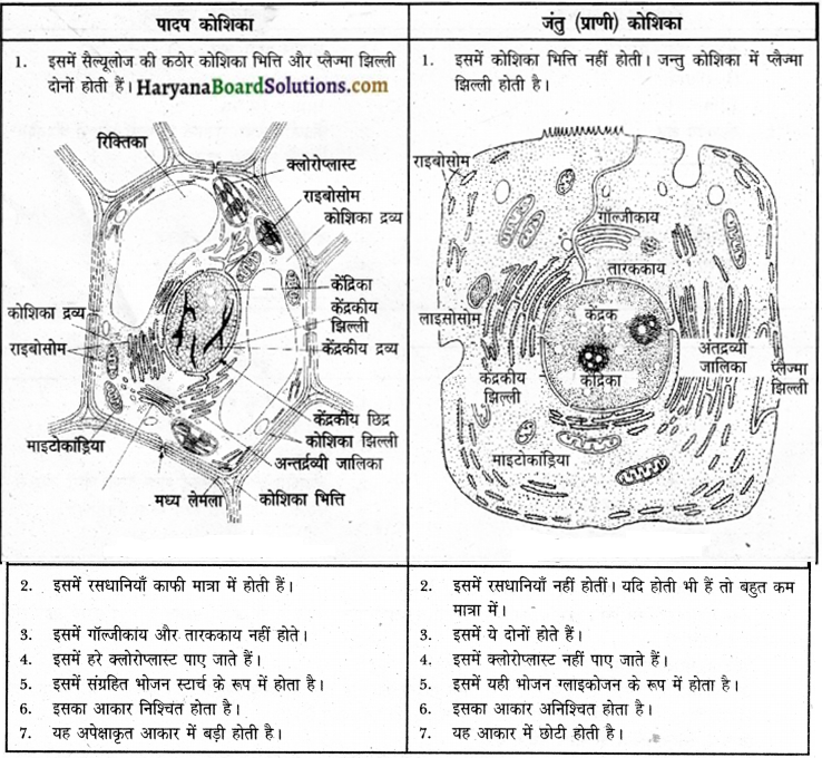 HBSE 9th Class Science Solutions Chapter 5 img-2