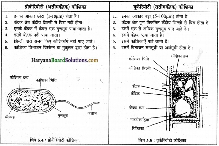 HBSE 9th Class Science Solutions Chapter 5 img-3
