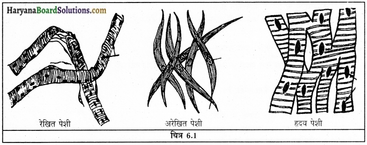 HBSE 9th Class Science Solutions Chapter 6 ऊतक img-1