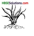 HBSE 6th Class Science Solutions Chapter 7 Getting to Know Plants 3