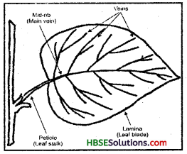 HBSE 6th Class Science Solutions Chapter 7 Getting to Know Plants 5