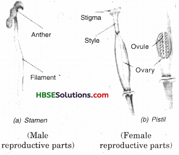 HBSE 7th Class Science Solutions Chapter 12 Reproduction in Plants 1