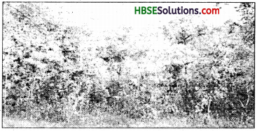 HBSE 7th Class Social Science Solutions Geography Chapter 6 Natural Vegetation and Wild Life 1