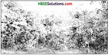 HBSE 7th Class Social Science Solutions Geography Chapter 6 Natural Vegetation and Wild Life 3