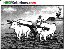 HBSE 8th Class Science Solutions Chapter 1 Crop Production and Management-6