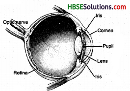 HBSE 8th Class Science Solutions Chapter 16 Light 5