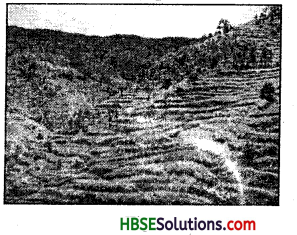 HBSE 8th Class Social Science Solutions Geography Chapter 2 Land Soil Water Natural Vegetation and Wildlife Resources 1