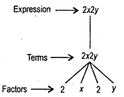 HBSE 7th Class Maths Solutions Chapter 12 Algebraic Expressions InText Questions 3